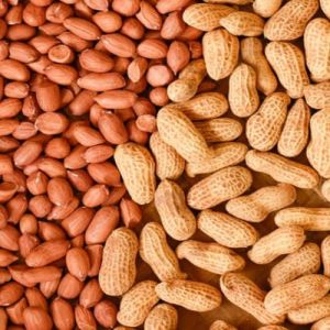 Bold Groundnut Kernels