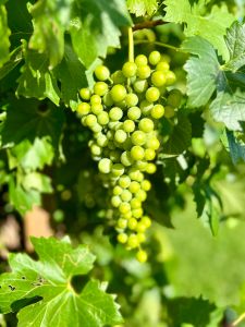 Fresh Green Grapes