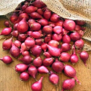 Fresh Small Red Onion