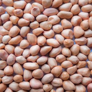 Java Groundnut Kernels