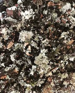 A Grade Black Stone Flower