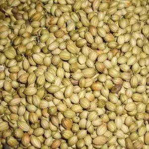 A Grade Dried Coriander Seed