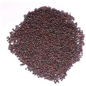 A Grade Mustard Seed