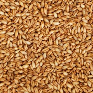 A Grade Whole Wheat Grain