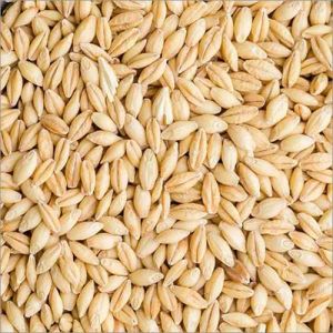 Organic Barley Seed