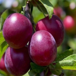 Fresh Red Plums