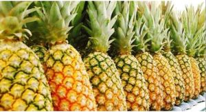 Fresh Sweet Pineapple