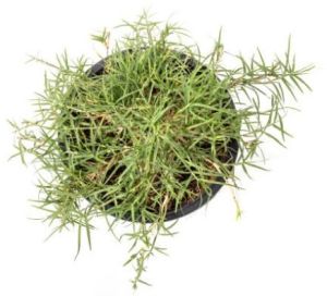 Bermuda Grass Detox Capsules