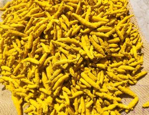 Nizamabad Double Polish Turmeric Finger