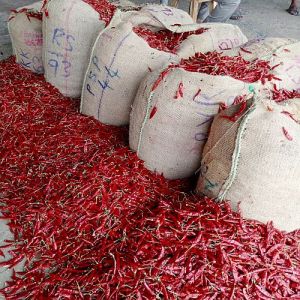 Teja Dry Red Chilli
