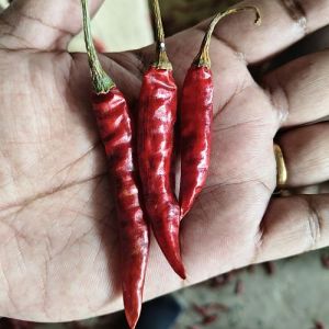 Guntur Dry Red Chilli