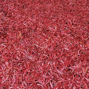 No 5 Guntur Dry Red Chilli