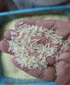 IR 64 Rice