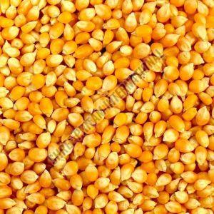 Yellow Maize Seeds
