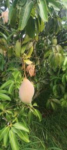 Fresh Totapuri Mango