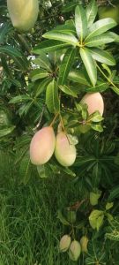 Fresh Totapuri Mango