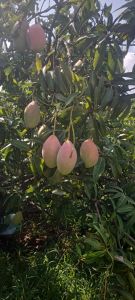 Fresh Totapuri Mango