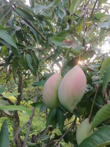Fresh Totapuri Mango