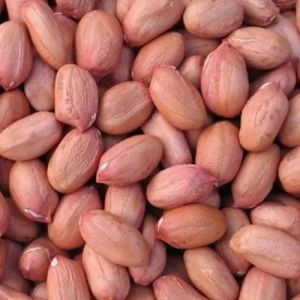 Bold Groundnut Seeds