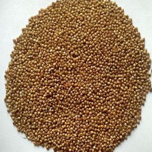 Brown Organic Little Millet Seeds