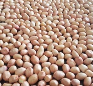 Java Groundnut Seeds
