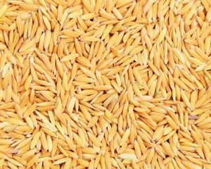 2626 Paddy Seeds
