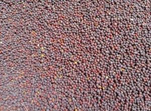 Black Mustard Seeds