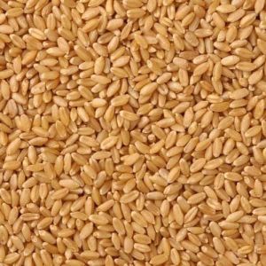 Hybrid Wheat Grain