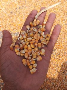 Yellow Maize Seeds