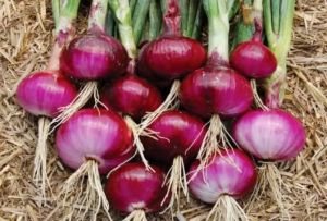 Nhrdf Rabi Red Onion