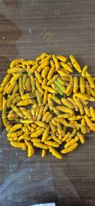Turmeric Finger