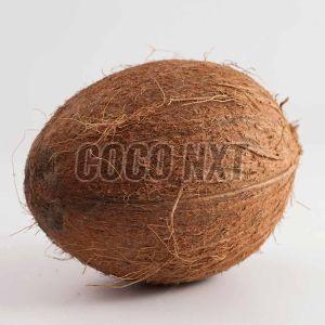 Whole Dehusked Mature Coconut