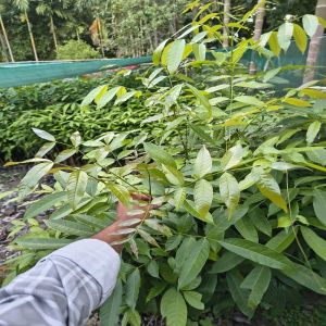 African Mahogany Plants