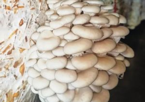 Oyster Mushroom