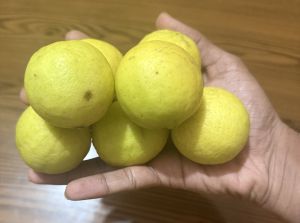 Yellow Lemons