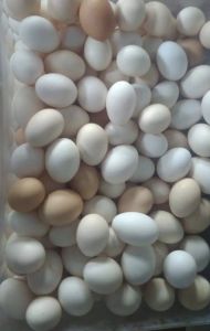 Pure Desi Eggs
