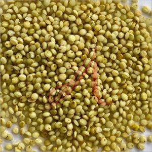 Browntop Millet Seeds