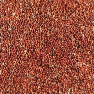 Finger Millet Seeds
