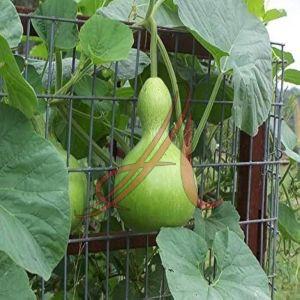 Fresh Calabash Gourd