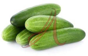 Fresh Cucumber