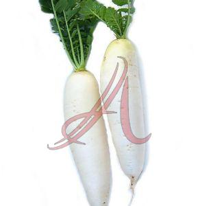 Fresh Daikon Radish