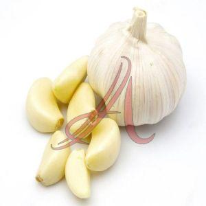 Fresh Garlic
