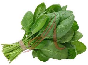 Fresh Green Spinach Leaves