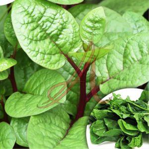 Fresh Malabar Spinach Leaves