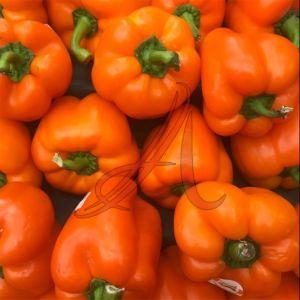 Fresh Orange Capsicum