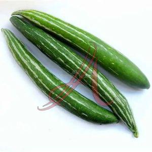 Fresh Snake Gourd