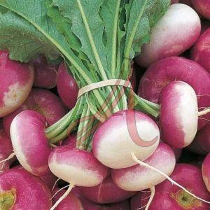 Fresh Turnip