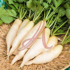 Fresh White Radish