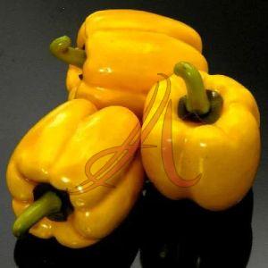 Fresh Yellow Capsicum
