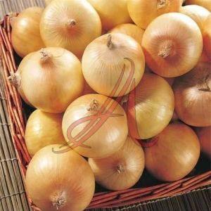 Fresh Yellow Onion